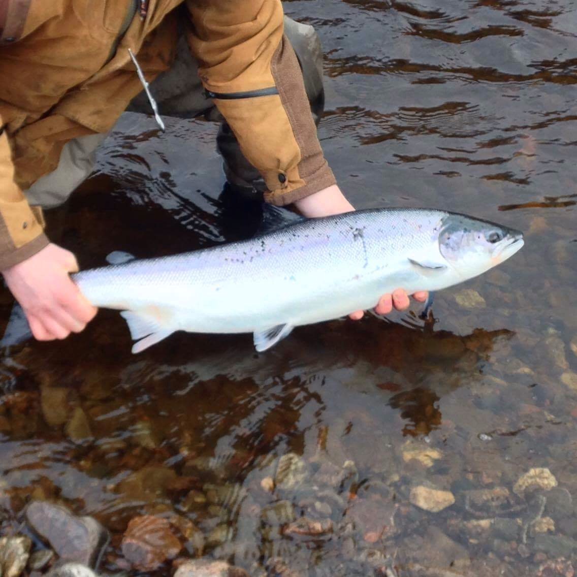 Fishing Report - August 2019, Salmon Fishing News from the Naver in Scotland