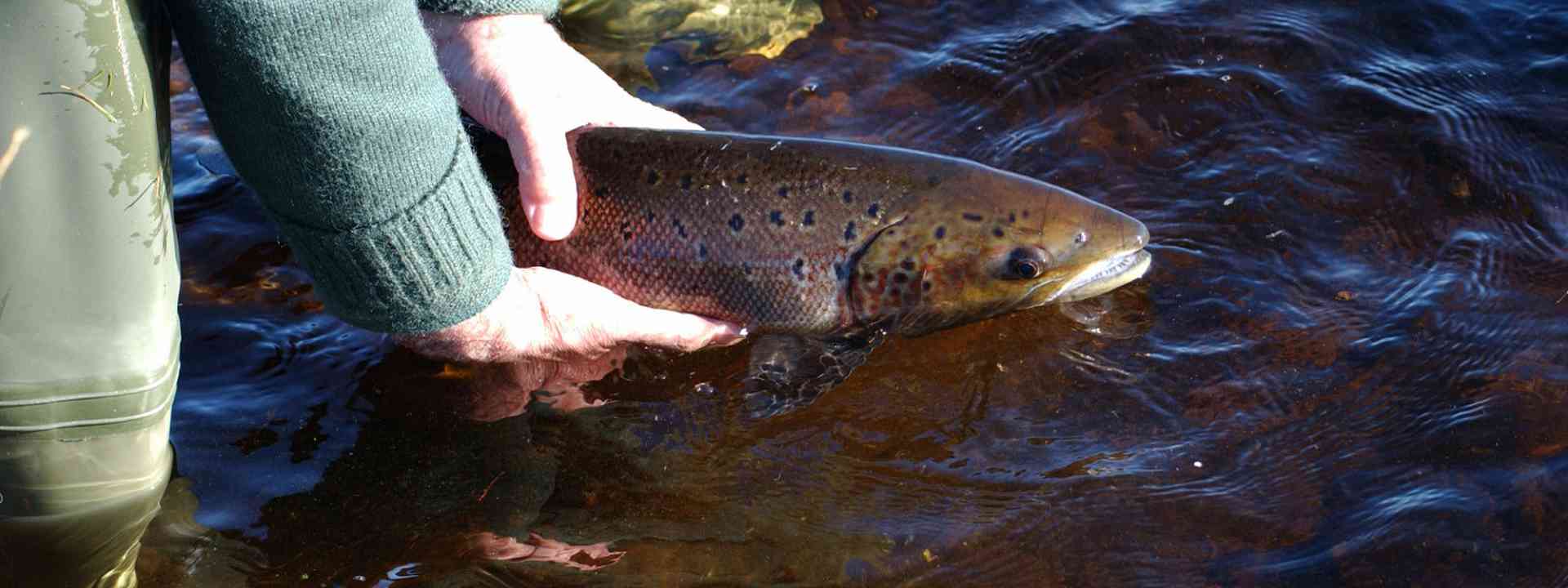 Salmon Fishing Holidays in Scotland, Woodcock Shooting, Deer Stalking